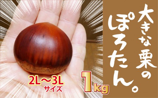 
                  大きな栗のぽろたん　とっても甘い低温熟成栗　
                