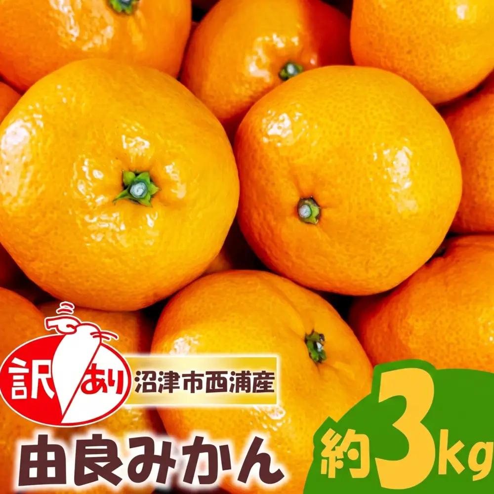 【予約受付】訳あり 由良 みかん 約3kg 産地直送 柑橘 フルーツ 果物 ご家庭用                                                                                                                                                                                                                      