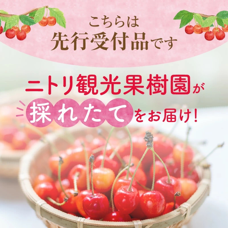 2025年発送【先行予約】令和7年産 甘さとジューシーさがたまらない さくらんぼ 紅秀峰 L～2L 800g フルーツ王国余市産 バラ詰め 200g 4パック 【ニトリ観光果樹園】 果物 フルーツ 食