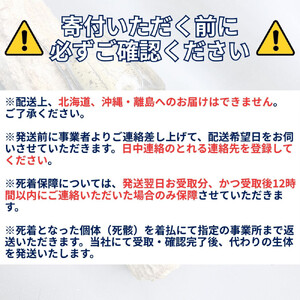 ヘラクレスオオカブト大型オス（140-150mm）【配送不可：北海道・沖縄・離島（一部除く】