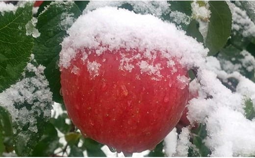 7-020-008　山口さんちのりんご（サンふじ） 10kg【1月発送】