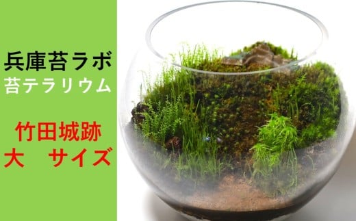 【丸形テラリウム（大）】天空の城 「竹田城跡」をイメージした苔テラリウム