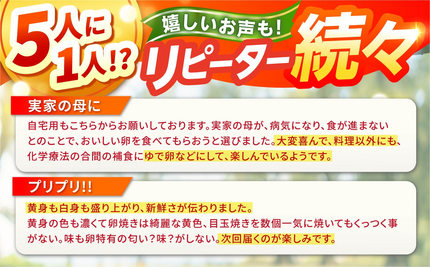 12回 定期便 たまご 卵 玉子 タマゴ 鶏卵 オムレツ 卵かけご飯 朝食 料理 人気 卵焼き 定期便 12ヶ月 12か月