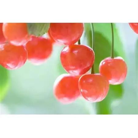 【2026年発送】フルーツ王国　信州中野産　さくらんぼ　佐藤錦　約400g(約200g×2パック)【配送不可地域：離島】【1570910】