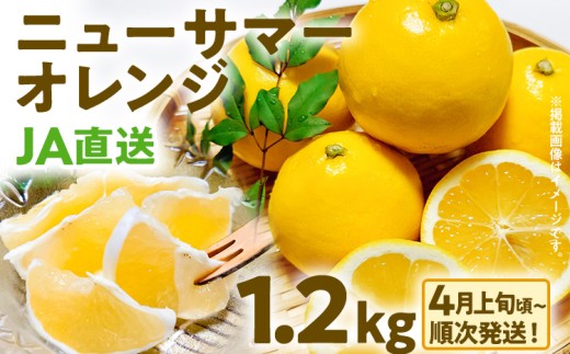 期間限定 ニューサマーオレンジ 日向夏 オレンジ フルーツ 果物 くだもの 1.2kg 柑橘 甘い 濃厚 ジューシー 産地直送 デザート おやつ 福岡県 福岡 九州 グルメ お取り寄せ 【4月上旬頃から順次発送】