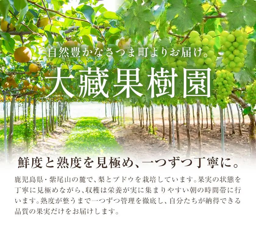 ぶどう ブドウ クイーンニーナ 2kg 《8月下旬-9月中旬頃出荷》