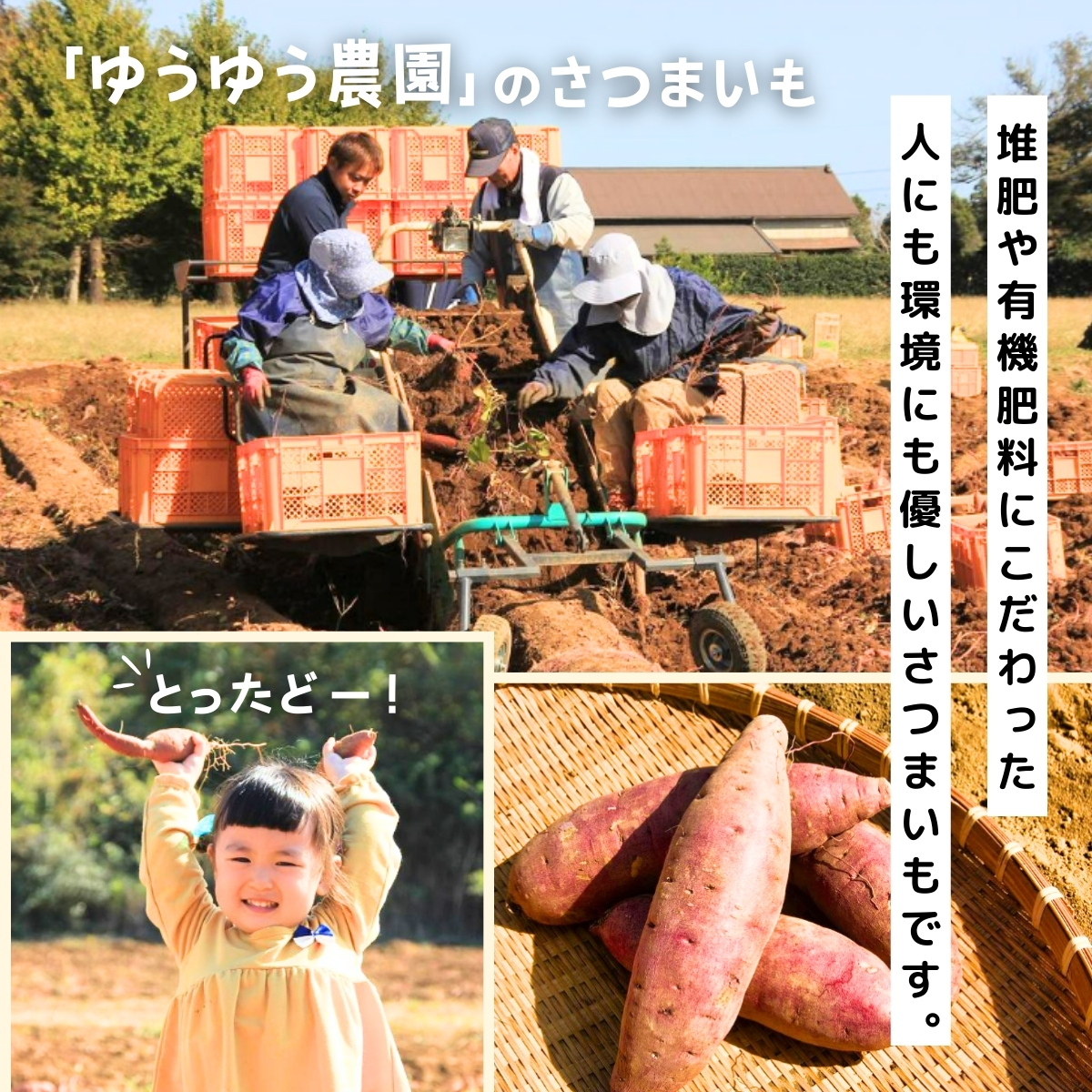 【訳あり】紅はるかの丸干し芋(規格外)600g | 茨城県 龍ケ崎 プレゼント 国産 無添加 茨城県産 さつまいも サツマイモ 芋 おやつ お菓子 和菓子 スイーツ 無添加 ほし芋 自然食品 訳あり 