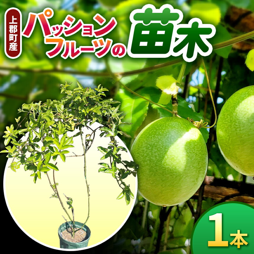 【ふるさと納税】上郡町産 パッションフルーツの苗木 | パッション フルーツ 果物 苗木 果樹 植物 鉢植え 家庭菜園 初心者 育てやすい 花 フラワー 観賞 緑のカーテン 夏 日よけ 節約 省エネ エコ ガーデニング 完熟 濃厚 香り ヨーグルト アイス おいしい 兵庫県 上郡町