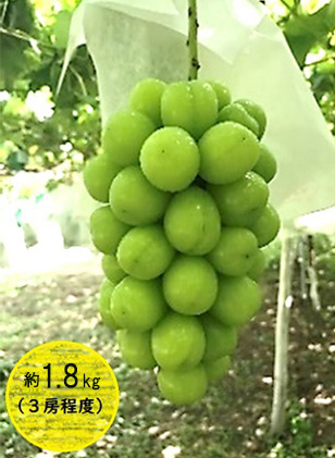 シャインマスカット 約1.8kg 3房程度 長野 坂城町産 ぶどう K＆Y農園 ブドウ フルーツ 果物 シャイン【 果物類 】 葡萄 