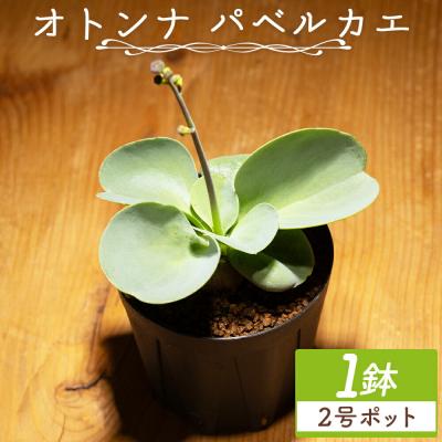 ふるさと納税 香南市 塊根植物 パベルカエ オトンナ cc-0008