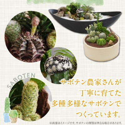 ふるさと納税 小牧市 サボテンのオリジナル寄せ植え(大)【観葉植物・多肉植物】[133O02] |  | 03