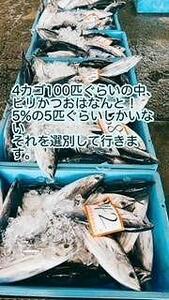 もちもち食感ビリかつお藁焼きたたき250gｘ4節