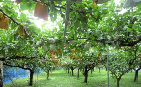 【期間限定発送】 梨 新興 6～7個 [農産物直売所 美郷ノ蔵 宮崎県 美郷町 31ab0134] なし ナシ 果物 くだもの フルーツ 美郷町産 ジューシー さいごう梨