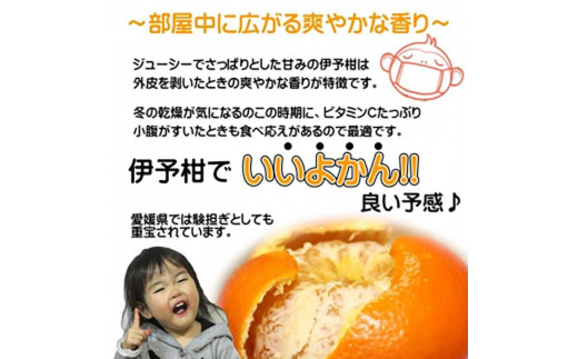 【先行予約】【2026年2月上旬頃発送】玉井農園のいよかん 10kg（3L〜Lサイズ） 愛媛 みかん 蜜柑 柑橘 いよかん フルーツ 伊予柑 愛媛県 松山市