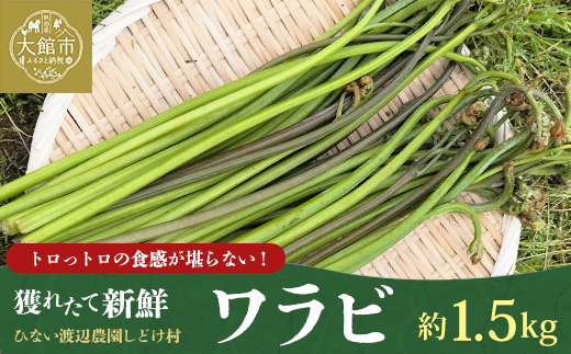 ワラビ 約1500g トロっトロの食感が堪らない！【180P3206】