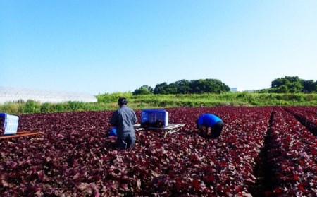 遠賀町への寄付（返礼品はありません） 1口 5,000円