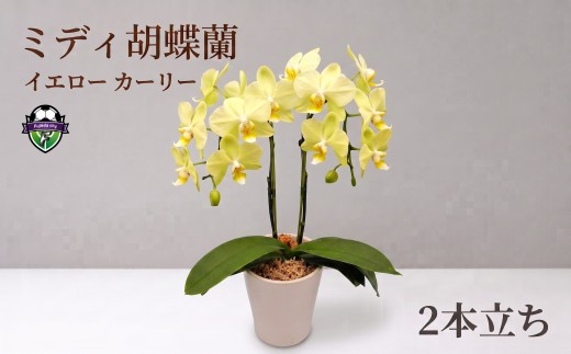 ミディ 胡蝶蘭 鉢植え イエロー カーリー 2本立 お花 コチョウラン 洋ラン お祝い 贈り物 生花 鉢花 ギフト 黄色 [4565487]