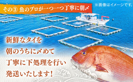 【全12回定期便】タイ 平戸なつ香 約2kg 【坂野水産】[KAA478]