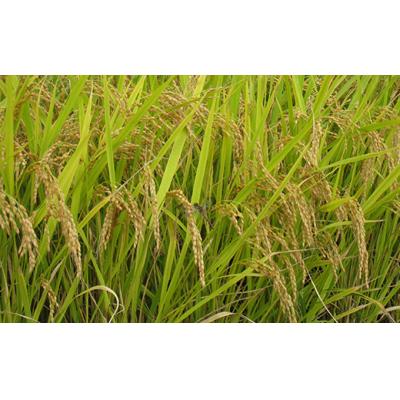 ふるさと納税 金山町 令和7年産 金山産米 つや姫 【精米】2kg お米 白米 ご飯 精米 ブランド米 F4B-0704 |  | 03