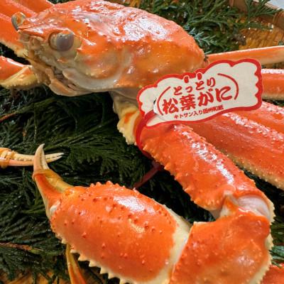 ふるさと納税 岩美町 鳥取網代港【ブランドタグ付】浜茹で!極上松葉ガニ(大)800g【さかなや新鮮組】 |  | 01