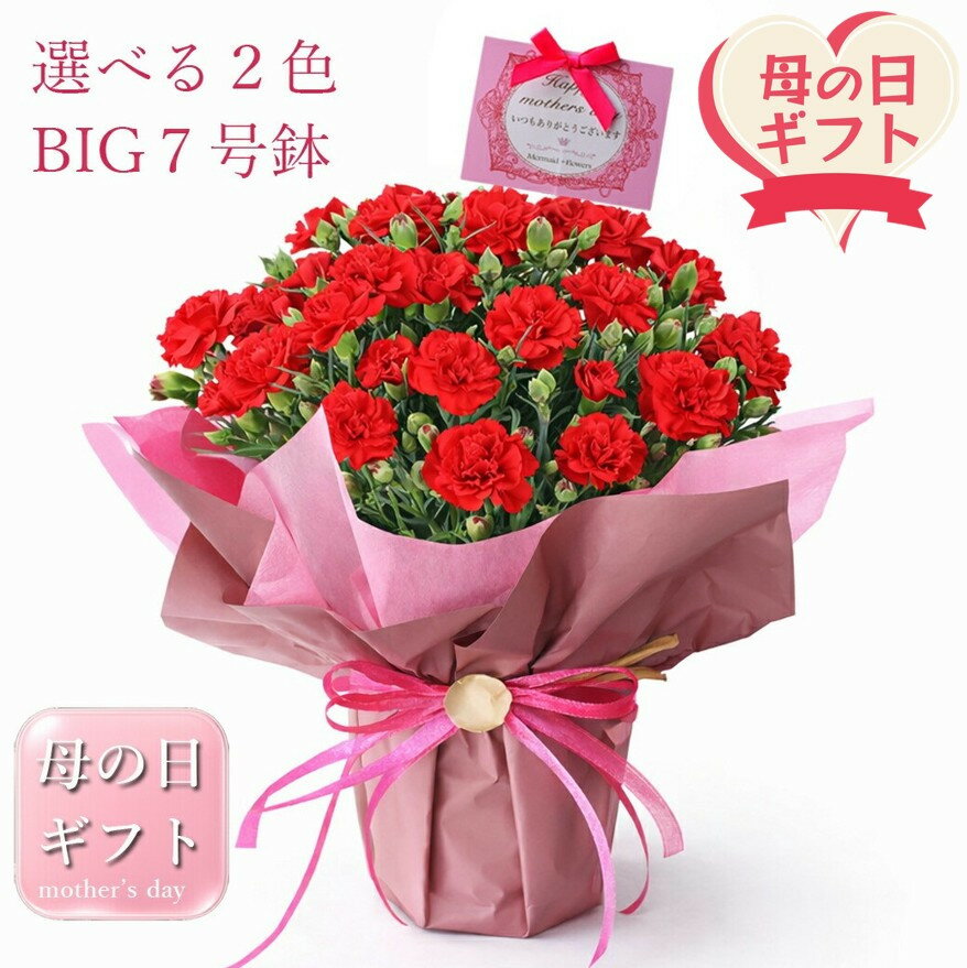 【ふるさと納税】【母の日ギフト】＜カラーをお選びください＞鉢もの「カーネション7号レッド」「カーネション7号ピンク」」＜お届け日：2026年5/4～5/10 当店おまかせ ＞母の日カード付き【 母の日 ギフト アレンジ 花 カーネーション 贈り物 大阪府 門真市 】