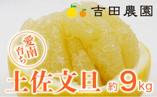 【ふるさと納税】 数量限定 先行予約 土佐文旦 9kg 14000円 みかん 文旦 ぶんたん 国産 産地直送 農家直送 期間限定 ビタミン 特産品 人気 さわやか 甘い フルーツ 果物 果実 柑橘 蜜柑 おいしい 愛媛 みかん ブランド ゼリー ジュース マーマレード 愛南町 愛媛県 吉田農園