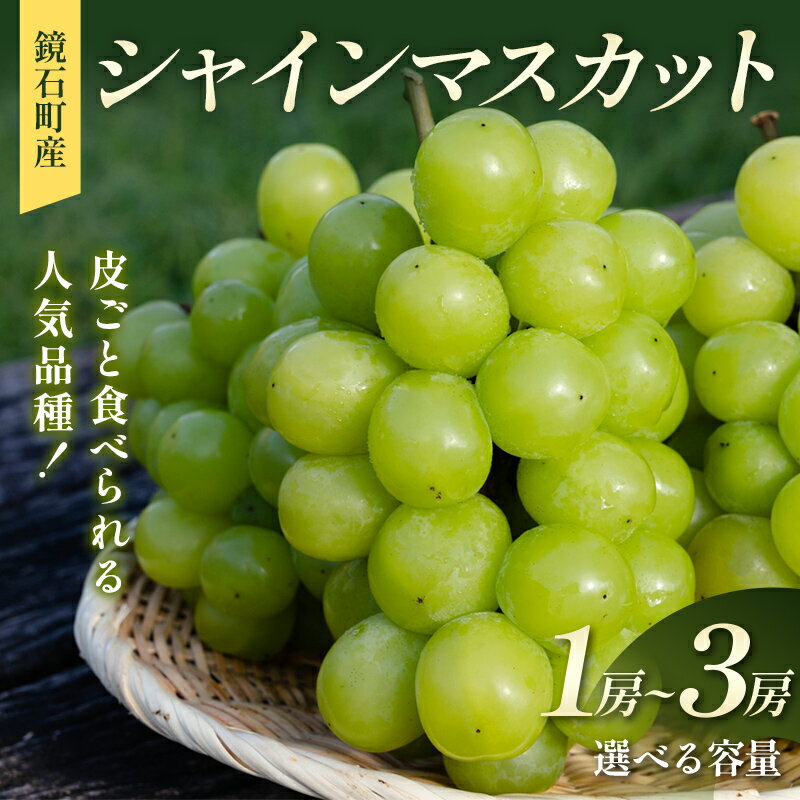 【ふるさと納税】 ＼選べる容量／ 皮ごと食べられる人気品種！鏡石町産 シャインマスカット 《 1房（約700g）・2房（約1.5kg）・3房（約2kg） 》 マスカット ぶどう ブドウ 葡萄 デザート フルーツ 果物 くだもの 果実 食品 F6Q-483var