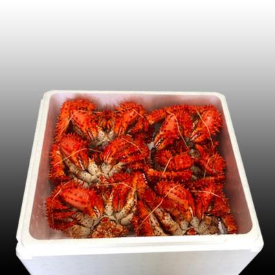 ふるさと納税 根室市 ＜12/21まで年内配送＞★花咲かに500〜650g×6尾 D-70046 |  | 03