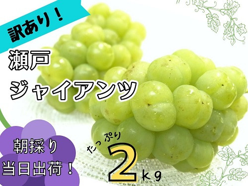 
            HF-12.【訳あり】フルーツ王国岡山　朝採り新鮮！人気ぶどう瀬戸ジャイアンツ２ｋｇ
          