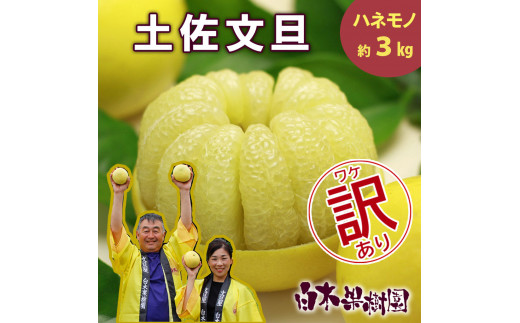 【先行予約】【果樹園直送】土佐文旦 訳ありご家庭用 約3kg L～4Lサイズ 約5～7個入り〈2027年2月中旬～3月下旬頃発送〉  / B級品 ぶんたん ブンタン フルーツ 柑橘 みかん 果物 くだもの 柑橘類 デザート【白木果樹園】 [BQAI014]