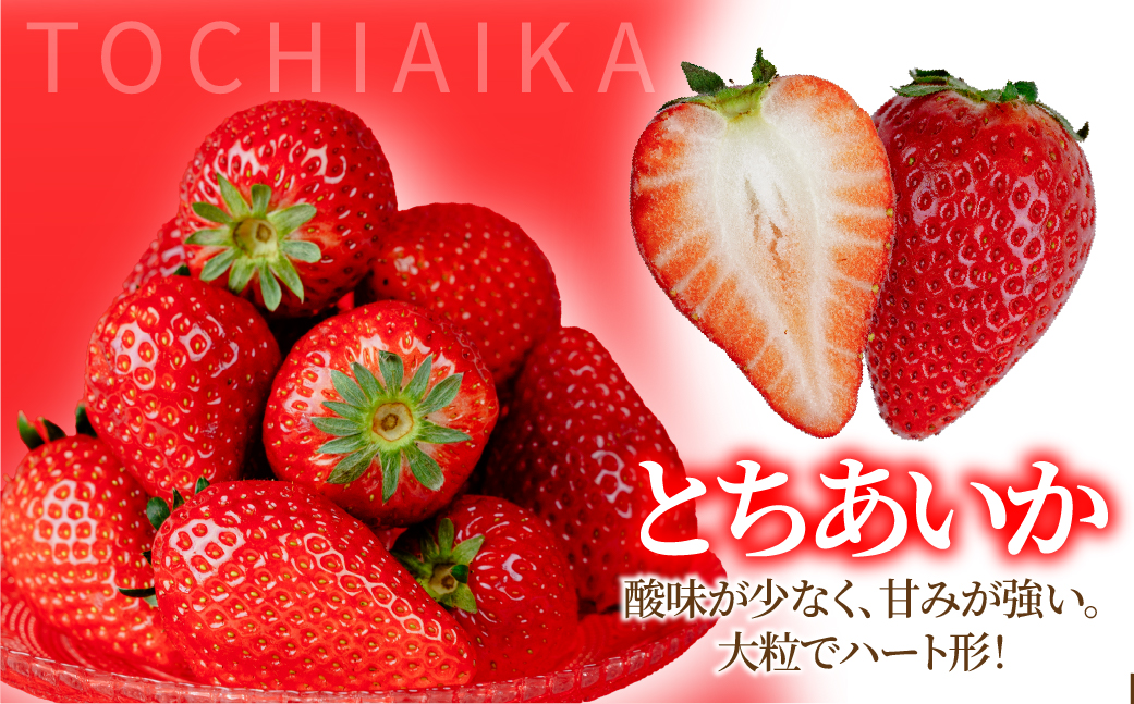 【先行受付：1月中旬以降発送】＜3ケ月定期便＞いちご「茂木完熟いちご」　篠崎さんが育てた 朝どれとちあいか レギュラーサイズ 約270g × 4パック 合計 1080g | いちご イチゴ 苺 とちあ