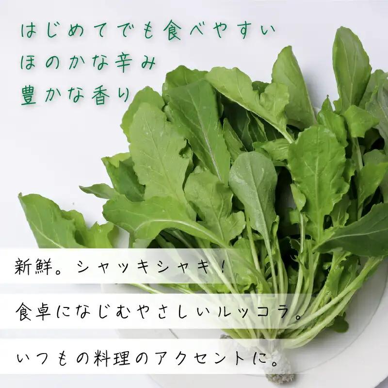 ルッコラ サラダセット | 水耕 栽培 新鮮 葉物 野菜 ドレッシング 南国市