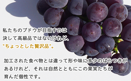 予約受付＜旬のブドウ 2色詰め合わせセット 約1kg＞ 果物 フルーツ ぶどう 葡萄 2種類 セット 詰め合わせ つめあわせ 食べ比べ お楽しみ 期間限定 季節限定 食べて応援 特産品 愛媛県 西予市