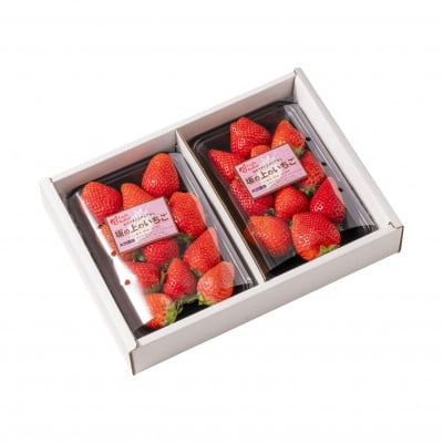 
            山梨県産坂の上のいちご280g×2【1367897】
          