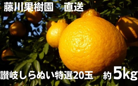 2026年先行予約 味自慢！！讃岐しらぬひ　特選20玉 約5kg 果物類 みかん 柑橘類　 