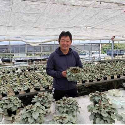 ふるさと納税 北茨城市 【長谷川園芸オリジナル品種】北茨城産シクラメンプラチナリーフ 6寸 バイオレット ※11〜12月出荷 |  | 02