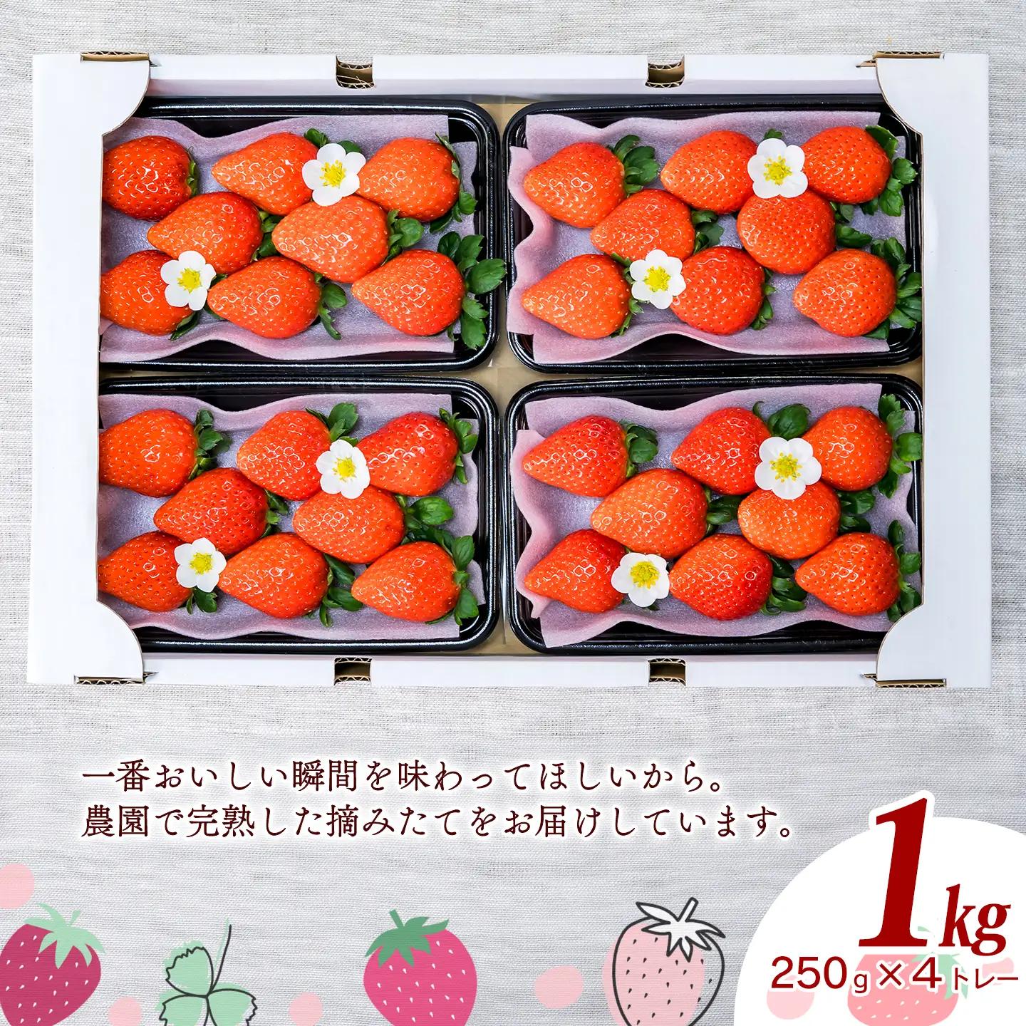 いちご 摘みたて完熟「愛～めぐみ～」（約250ｇ×4トレー）11月下旬~4月発送