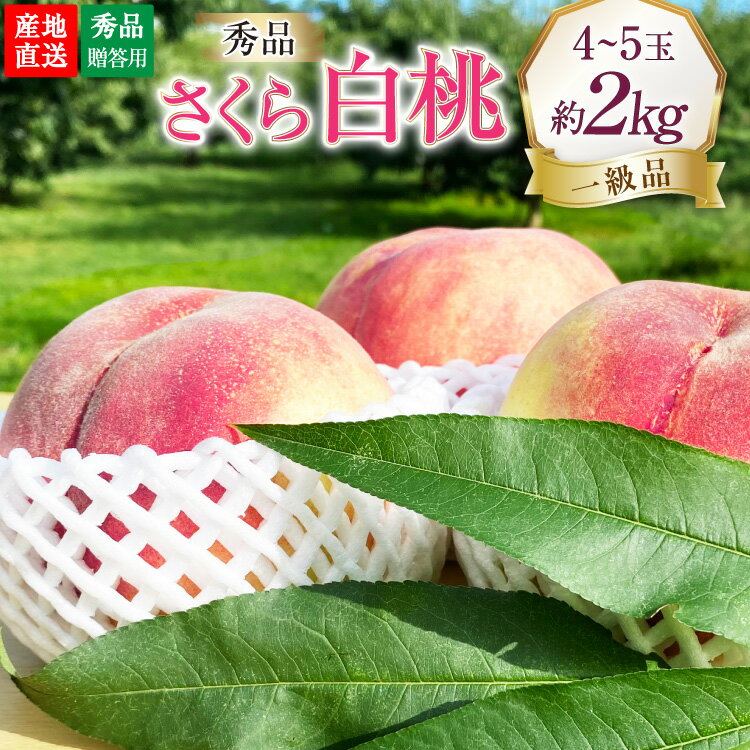 【ふるさと納税】 【2026年発送】桃 山梨 秀品 朝どれ 硬い桃 さくら白桃 約 2.0kg 4～5玉 朝獲れ 大玉 さくら 白桃 もも 桃 モモ フルーツ 果物 山梨県産 産地直送 期間限定 季節限定 冷蔵 8月下旬から発送 [韮崎市桃農家の産直 山梨県 韮崎市 20745237]