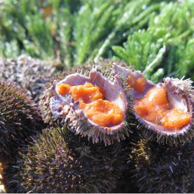 ふるさと納税 網走市 冷凍蝦夷ばふん雲丹　ハーフサイズ　50g |  | 03