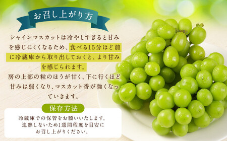 【訳あり】農園直送！ シャインマスカット 約1kg 【2026年8月発送予定】 ぶどう マスカット 果物 フルーツ
