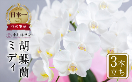 中村洋ランの胡蝶蘭　ミディ系 白色 3本立ち 陶器鉢寄せ植え  鉢花  胡蝶蘭 ミディ胡蝶蘭