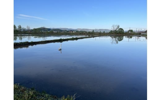 【ふるさと納税】わっさむのおこめ「ゆめぴりか」2kg