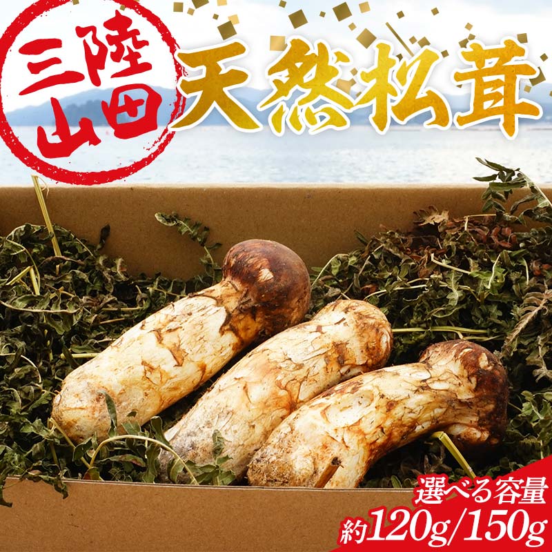 【ふるさと納税】 ≪2025年先行予約 9月中旬～10月下旬発送予定！≫ 大福丸の三陸山田産天然松茸 約120g 約150g【沖縄・離島配送不可】 三陸山田 山田町 三陸産 野菜 きのこ YD-893var