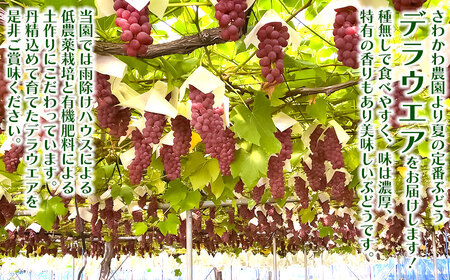 【令和6年産先行予約】デラウェア 1kg（5～7房）山形県鶴岡市産　さわかわ農園