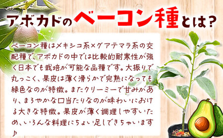 アボカド苗木 5～6号ポット ベーコン種 ピンカートン種 2種セット《30日以内に出荷予定(土日祝除く)》熊本県 津奈木町 南興ファーム アボカド 苗木 農業 ベーコン ピンカートン アボカドサンド 