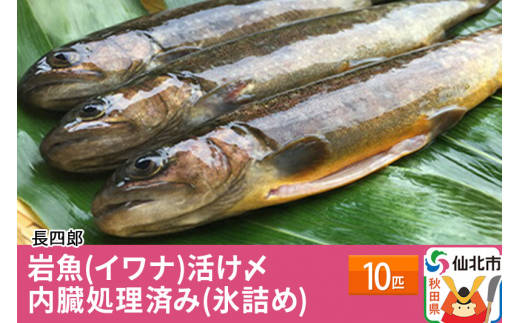 
岩魚（イワナ）活け〆10匹　内臓処理済み（氷詰め）　10匹
