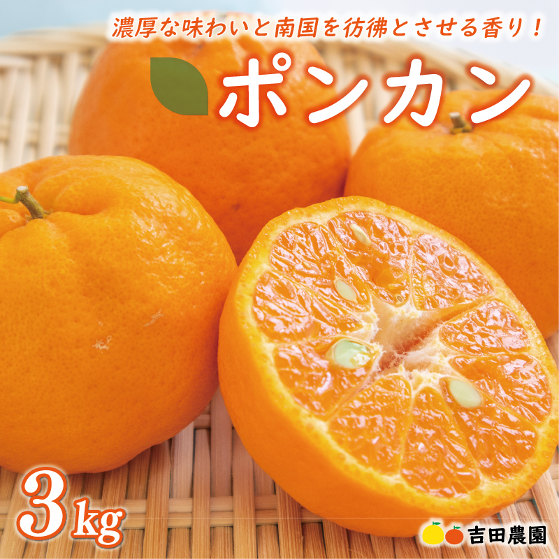 お試し用 ポンカン 3kg 9000円 みかん mikan 蜜柑 ミカン ぽんかん 産地直送 国産 農家直送 糖度 期間限定 数量限定 特産品 ゼリー ジュース アイス 冷凍 みかん 等に 人気 限定 甘い フルーツ 果物 柑橘 ビタミン 健康 美味しい おいしい ジューシー 小玉 含む お試し 試供品 お試し品 少量 吉田農園 愛南町 愛媛県