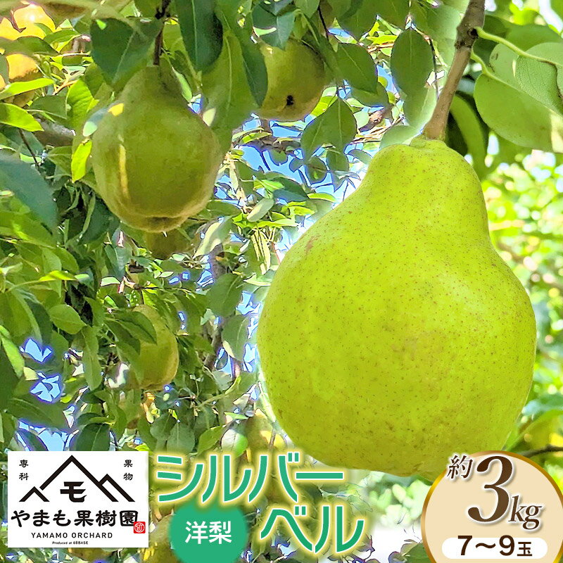 【ふるさと納税】【令和7年産】 洋梨 シルバーベル 約3kg（7～9玉）　やまも果樹園
