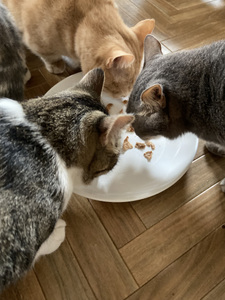 【保護猫支援】じぃじ・ばぁばが作るペットのおやつ　鶏胸肉ジャーキー・お魚ジャーキー
