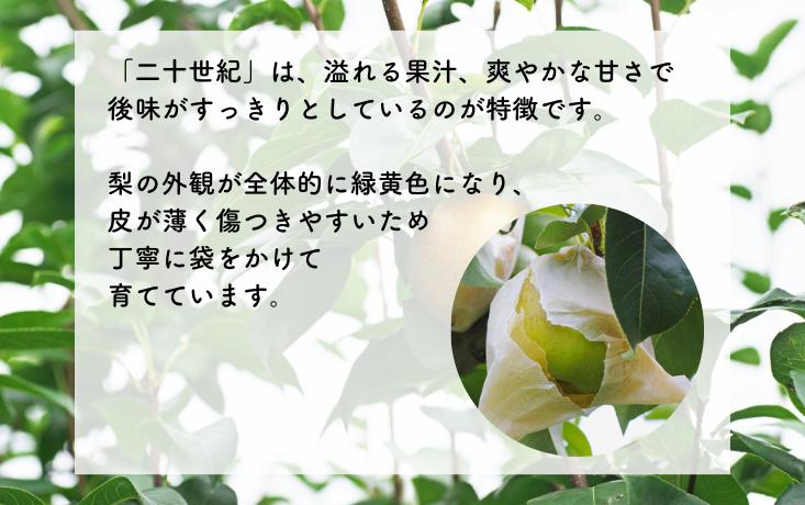 冷蔵庫に入れて冷やすととってもおいしい!